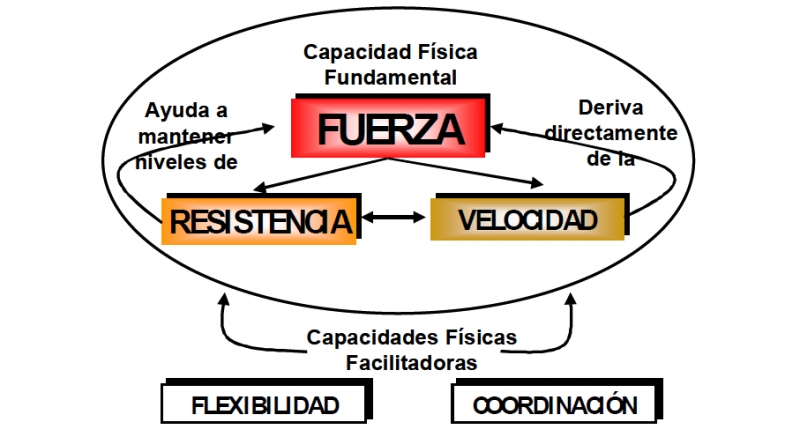 La fuerza y su importancia en el deporte